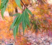 Acer palmatum 'Scolopendrifolium'