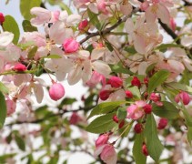 Malus floribunda bloem