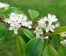 Prunus pensylvanica 'Auburn Splendor'