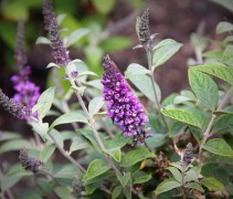 Vlinderstruik 'Lilac Chip'  wordt ook wel de dwerg vlinderstruik genoemd
