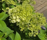 Hydrangea paniculata 'Bobo' - Dwerg Pluimhortensia 'Bobo' - 1