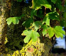 Acer campestre