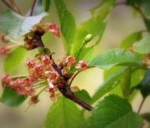 Prunus Avium