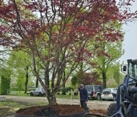 Acer palmatum 'Atropurpureum' - Japanse Esdoorn 'Atropurpureum' - 1
