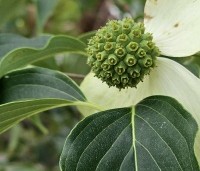 Cornus kousa 'Weisse Fontaine' - Japanse grootbloemige kornoelje 'Weisse Fontaine' - 1