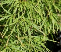 Acer palmatum 'Dissectum' - Japanse esdoorn 'Dissectum' - 1