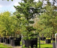 Pinus parviflora 'Tempelhof' - Japanse witte den 'Tempelhof' - 4
