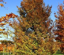 Fagus sylvatica 'Rotundifolia' middelgrote maat