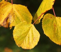 Tilia lindeblad met herfstverkleuring