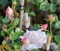 Rosa 'New Dawn' - Klimroos 'New Dawn' - 1