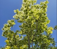 Acer platanoides 'Drummondii' - Gevlekte Noorse Esdoorn - 1