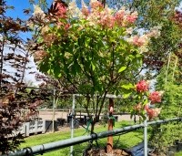 Hydrangea paniculata 'Pinky Winky' - Pluimhortensia 'Pinky Winky' - op stam
