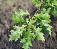 Quercus palustris - Moeraseik - 1