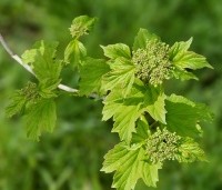 Viburnum opulus - Gelderse Roos - 1