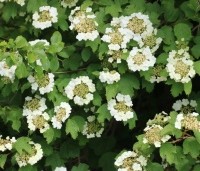 Viburnum opulus - Gelderse Roos - 2