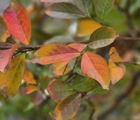 Lagerstroemia indica 'Benoit' - Paarsrode Indische Sering - 2