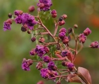 Lagerstroemia indica 'Benoit' - Paarsrode Indische Sering - 3