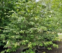 Viburnum plicatum 'Popcorn' - Japanse Sneeuwbal 'Popcorn' - 5