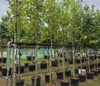 Amelanchier laevis 'Snowflakes' - Krentenboompje - 1