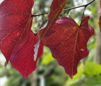 Cercis canadensis 'Forest Pansy' - Amerikaanse judasboom - 1
