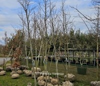 Parrotia persica 'Vanessa' - Perzisch IJzerhout - 1