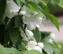 Philadelphus Dame Blanche