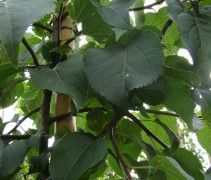 Malus sylvestris blad