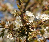 Prunus avium 'Regina'