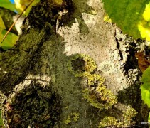 Tilia americana 'Nova'