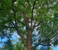 Gleditsia triacanthos 'Skyline' - Valse Christusdoorn 'Skyline' - 3