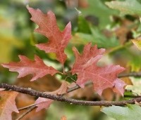 Quercus palustris - Moeraseik - 6