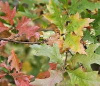 Quercus palustris - Moeraseik - 5