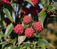 Cornus kousa 'Milky Way' - Japanse grootbloemige Kornoelje - 2