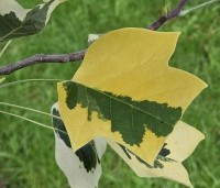 Liriodendron tulipifera 'Snowbird' - Tulpenboom 'Snowbird' - 1