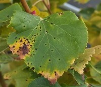 Tilia cordata 'Winter Orange' - Winterlinde - 4