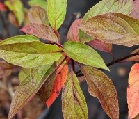 Hydrangea paniculata 'Pinky Winky' - Pluimhortensia 'Pinky Winky' - herfst