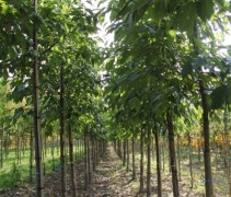 Els 'Spaeth' jonge bomen op kwekerij