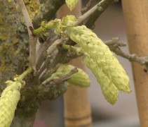 Wisteria sinensis 'Alba' bloemknop