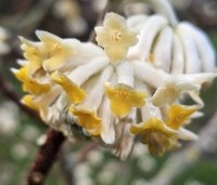 Edgeworthia chrysantha 'Grandiflora' - Papierstruik 'Grandiflora' - 1