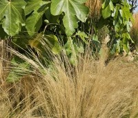 Ficus carica - Vijg - 8