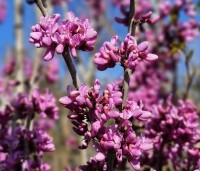 Cercis chinensis 'Avondale' - Chinese Judasboom 'Avondale'  - 1