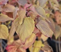 Clerodendrum trichotomum - Kansenboom - 2