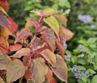 Clerodendrum trichotomum - Kansenboom - 1