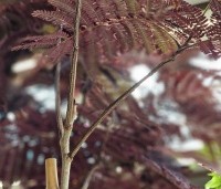 Albizia julibrissin 'Summer Chocolate' - Perzische slaapboom 'Summer Chocolate' - 2