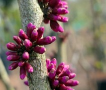 Cercis 'Avondale'