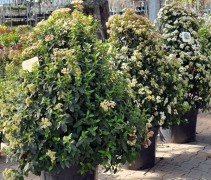 Viburnum tinus 'Eve Price'