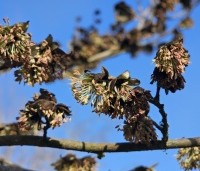 Sycoparrotia semidecidua - Schijnparrotia - 1