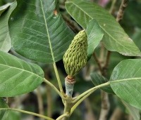 Magnolia sargentiana - Groot blad en grote bloem. Magnolia Sargentiana - 4