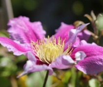 Clematis Piilu bloeiende klimplant met grote roze bloem