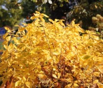 Clethra herfstgeel